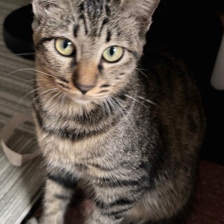 猫初心者さんにお薦め！甘えるの大好き5ヶ月女の子♡