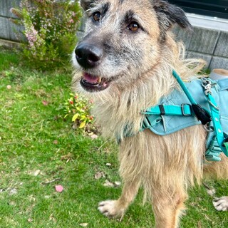 ショッピングカートにも乗れちゃう穏やか小ぶり大型犬