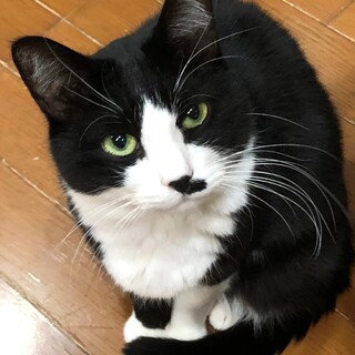 猫界の社交家！ハチワレ女子のぷりんちゃん