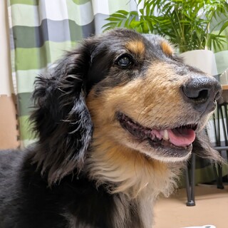 スタンダード？ダックスの穏やか男の子