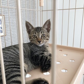 おっとり甘えん坊いのり4ヶ月♂