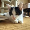 元気いっぱいハチワレの男の子里親募集 サムネイル3