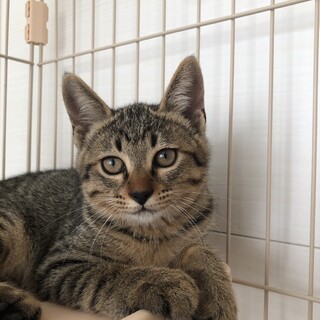 おしゃべり上手なまつり4ヶ月♂