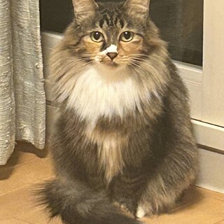 ふわふわ長毛三毛猫女子、ねり2〜3歳