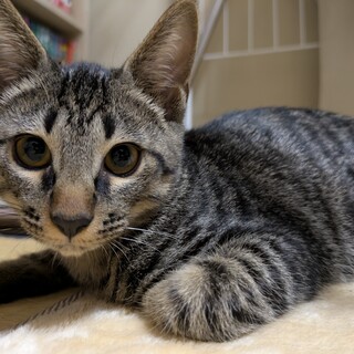 キジトラの子猫4ヶ月♂しょうが