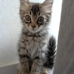 ねこの譲渡会 inもりやま犬と猫の病院 サムネイル2