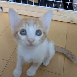 ねこの譲渡会 inもりやま犬と猫の病院 サムネイル3