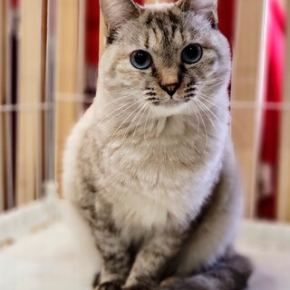 ブルーアイの美女ニャンコ✨めるちゃん