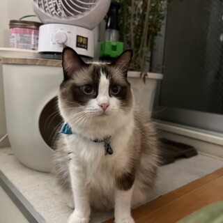 ラグドール(3歳)新しいホームを探している