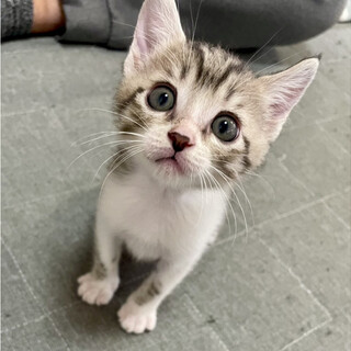 賢くて活発だけど甘えたがりのミニちゃん