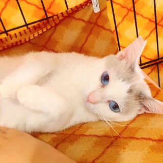 動物病院の保護猫・小柄な男の子、ファーファくん