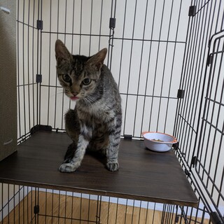 元気な男の子なつこいです