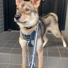やんちゃのくいしんぼ！お犬だいすきムツくん1歳 サムネイル2