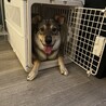 やんちゃのくいしんぼ！お犬だいすきムツくん1歳 サムネイル6
