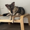 やんちゃのくいしんぼ！お犬だいすきムツくん1歳 サムネイル7