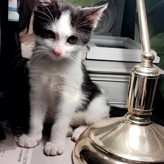 フィリックス・ザ・キティ