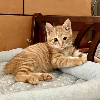 ありがとうございました★茶虎のモカくん