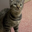 猫初心者さんにお薦め！甘えるの大好き5ヶ月女の子♡