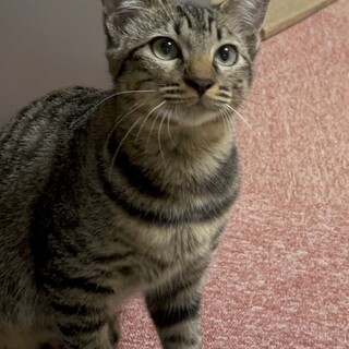 猫初心者さんにお薦め！甘えるの大好き5ヶ月女の子♡