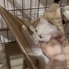 【人馴れ訓練中】うるうる瞳がかわいい白猫子猫 サムネイル5