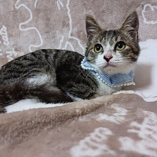 くりくりお目々のキジ白くん★可愛い盛り！