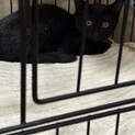 黒子猫