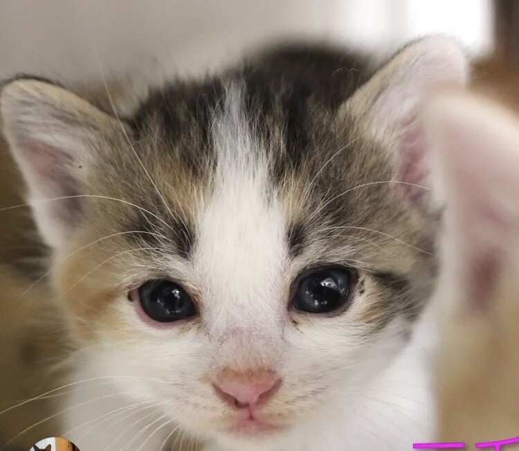 生後1ヶ月❤️ハチワレ三毛子猫♀ サムネイル2