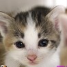 生後1ヶ月❤️ハチワレ三毛子猫♀ サムネイル2