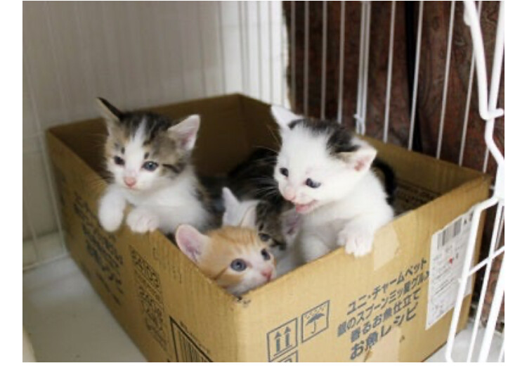 生後1ヶ月❤️ハチワレ三毛子猫♀ サムネイル3