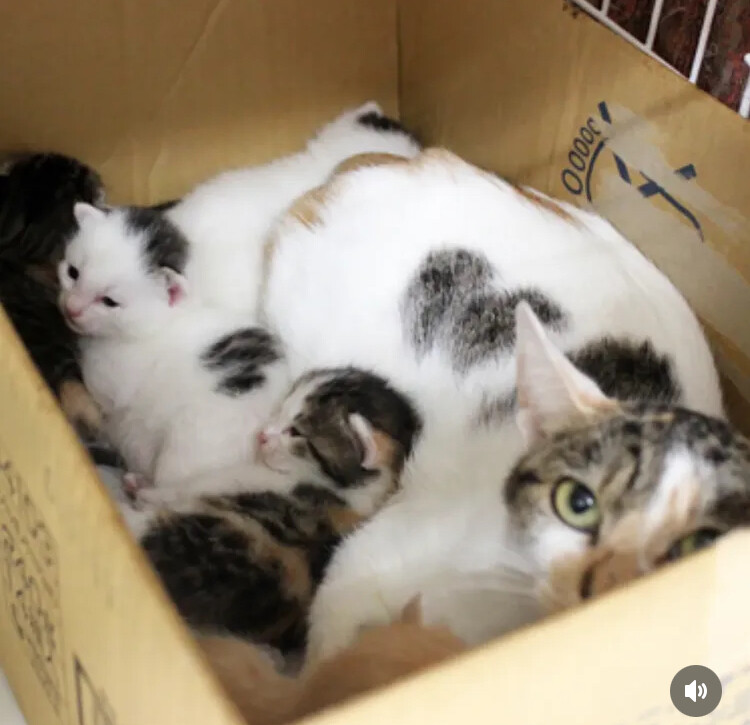 生後1ヶ月❤️ハチワレ三毛子猫♀ サムネイル4