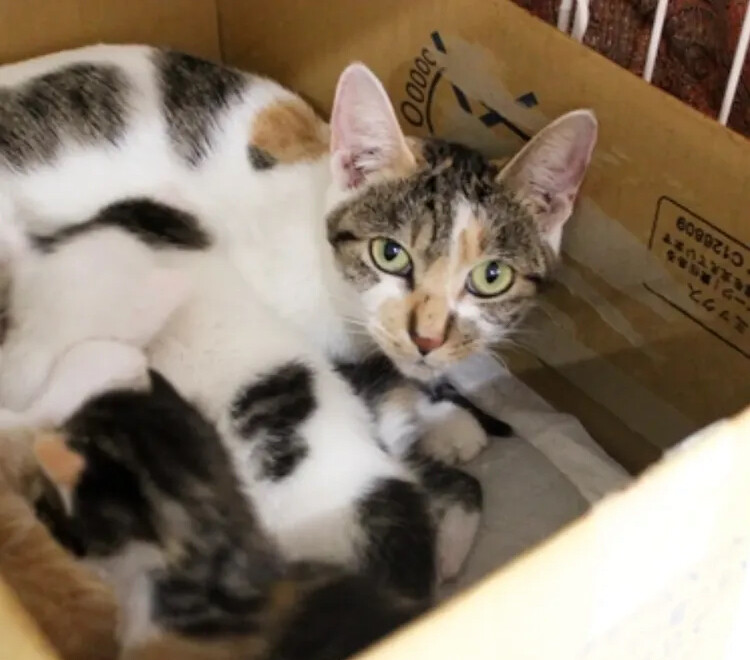 生後1ヶ月❤️ハチワレ三毛子猫♀ サムネイル7