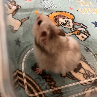 ゴールデンハムスター（ホワイト×グレー）メス