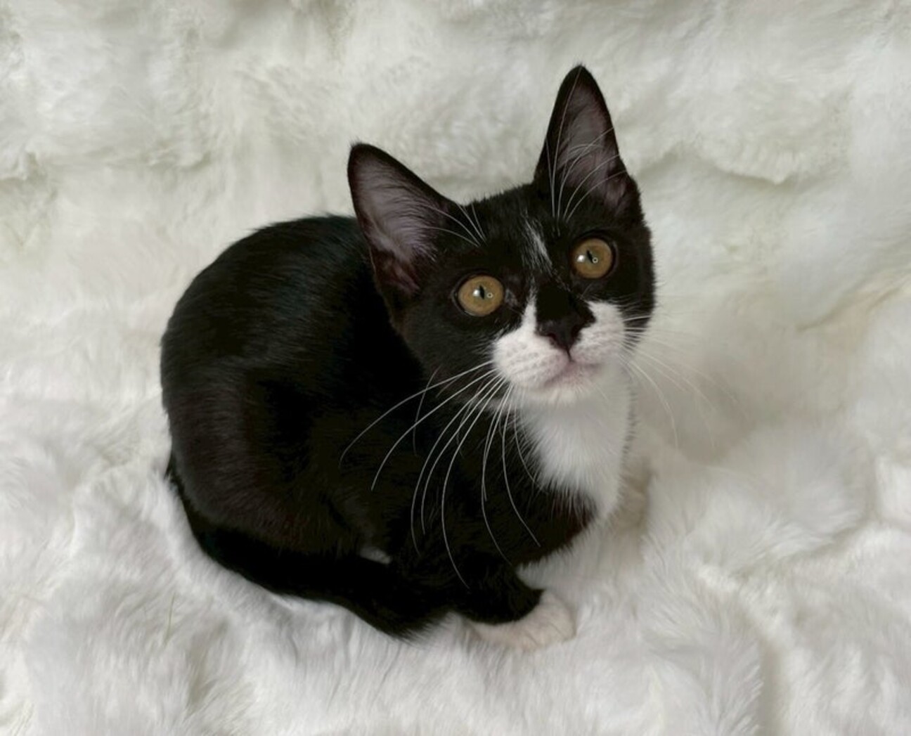 ゆうがおちゃん♀@4ヶ月未満」東京都 - 猫の里親募集(528327