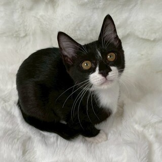 ゆうがおちゃん♀@4ヶ月未満」東京都 - 猫の里親募集(528327