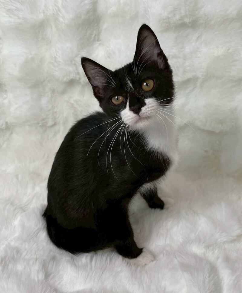 【レア品！新品・未使用品】和花ちゃん視点の限定品写真集「大熊猫的朋友圏」 10/25麻布】大らか」東京都 - 猫の里親募集(528122) 1枚目の