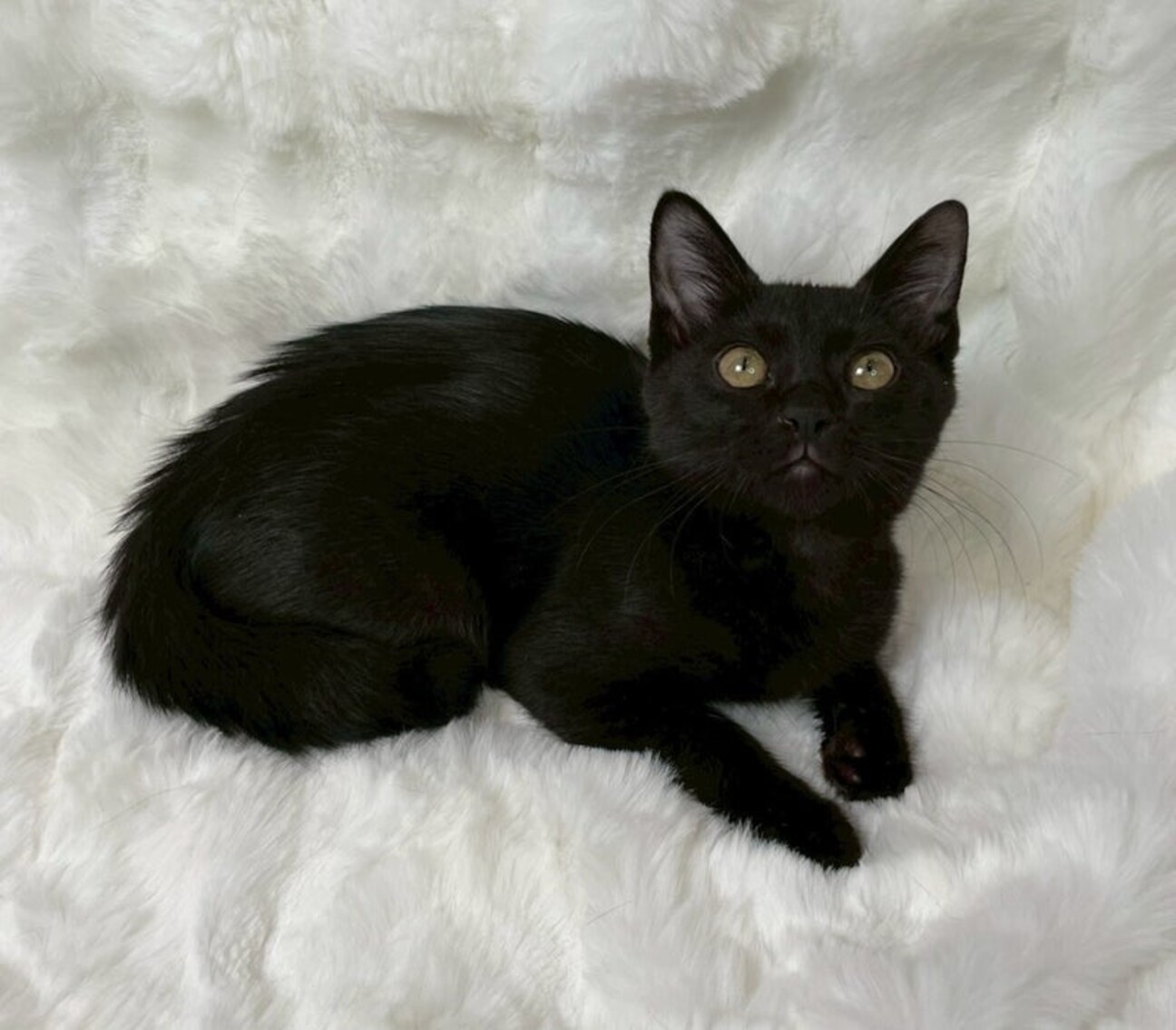 あさがおちゃん♀@4ヶ月未満」東京都 - 猫の里親募集(528329) 2