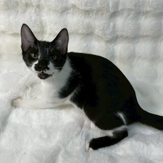 エレンくん♂@約4ヶ月