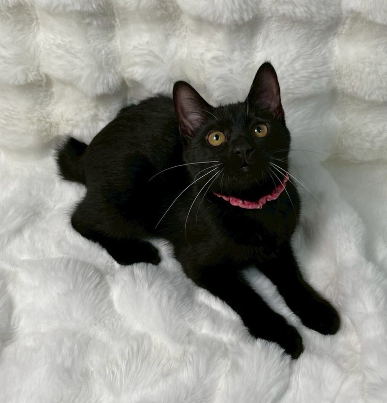 黒猫さま 専用 7点 おまとめ 黒猫さま 専用 7点 おまとめ 黒猫さま 専用 7点 おまとめ