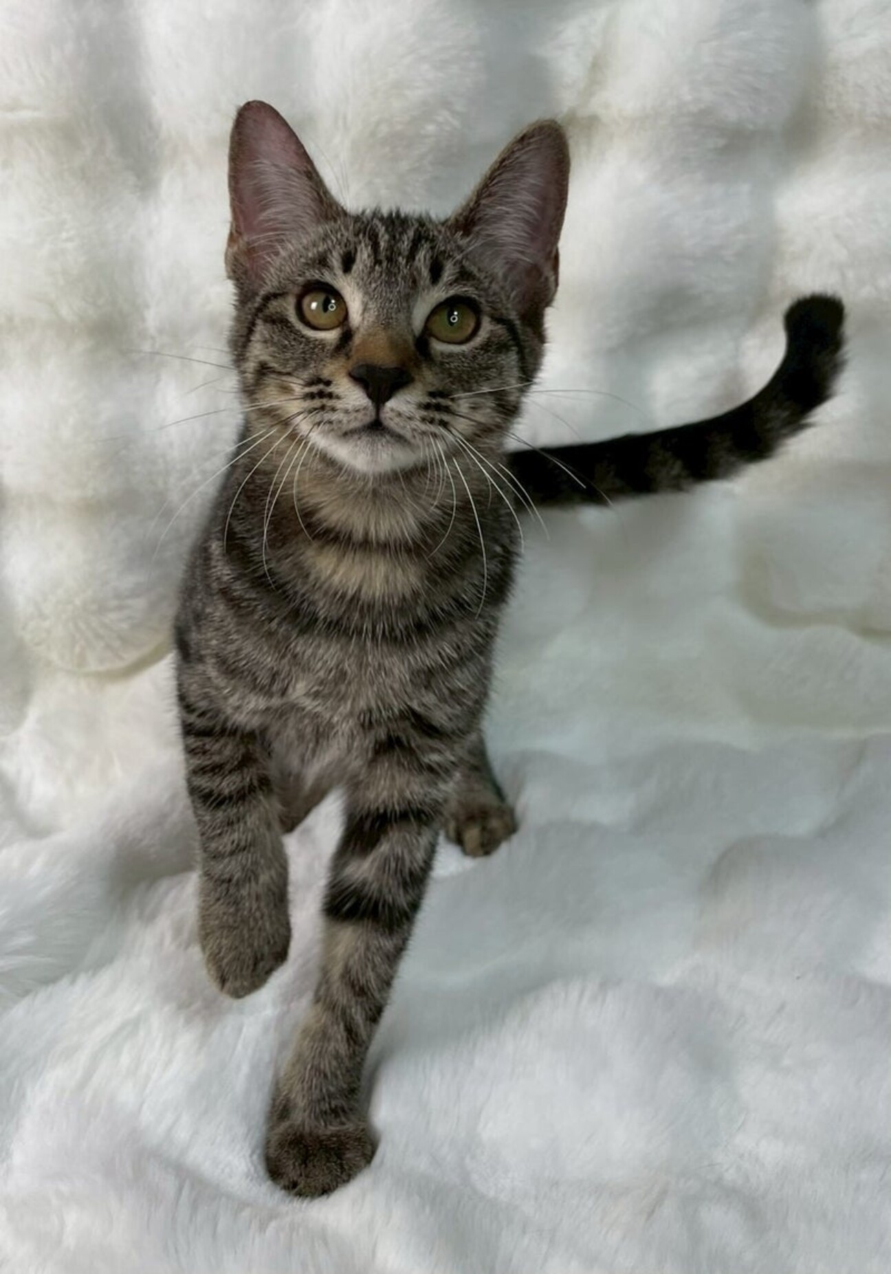 ❤️オーダー製作お受付用　確認用生地一部 175❤️女の子と猫ちゃん COMITIA145 《東6ホール た37a.b》 oo6ちゃんと初めての合作本を