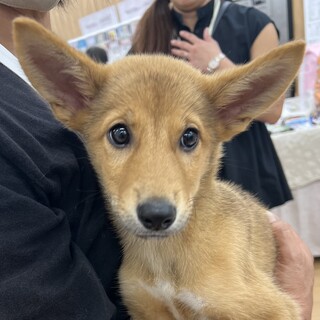 やんちゃで甘えん坊な生後2ヶ月の女の子