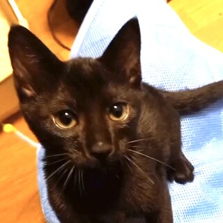 里親決定★黒猫すすむ君2ヶ月