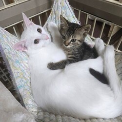 in名古屋市☆ハロウィン＆子猫☆2025年10月25日（土）ちーむ にゃいんず サムネイル2