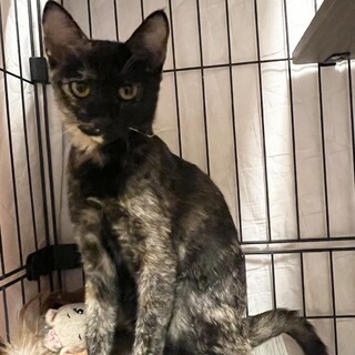 譲渡会参加予定★おもちゃ大好きサビ猫