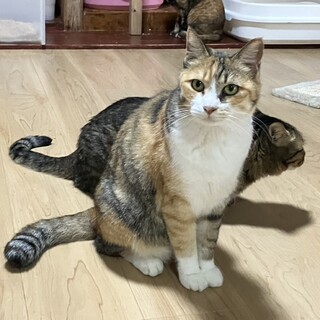 可愛いキジ三毛　リオンちゃん