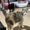 可愛いキジ三毛　リオンちゃん サムネイル2