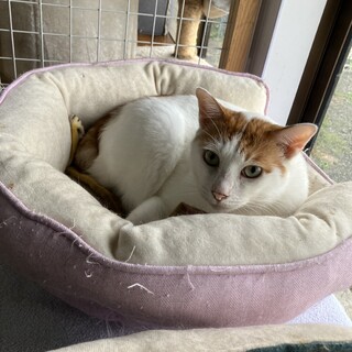 かわいい茶白のアルくん