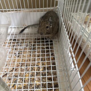 デグーを引き取りお願いします