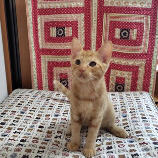 毎日毎日ゴロゴロゴロゴロ！ごんちゃん♪