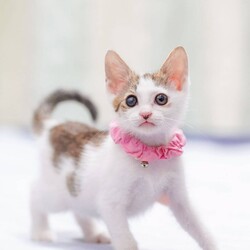 in江南市☆ハロウィン＆子猫☆2025年10月26日（日）ちーむ にゃいんず