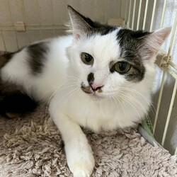 in江南市☆ハロウィン＆子猫☆2025年10月26日（日）ちーむ にゃいんず サムネイル2